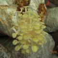 珊瑚菇１