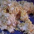 珊瑚菇３