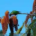 20110509 布里斯本 植物園 - 4