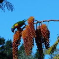 20110509 布里斯本 植物園 - 5