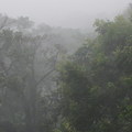 柯羅莎颱風。風狂雨驟，中午時分，窗外一片陰朦的暗。/天母地區少見的大風雨。