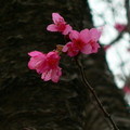 山櫻花—又名緋寒櫻、山櫻桃、薔薇科櫻屬

