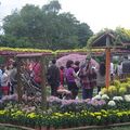 每逢秋季就到了士林官邸一年一度的菊花展，今年2011年將邁入第10個年頭。