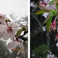 阿里山櫻花 - 1