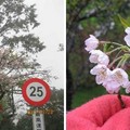 阿里山櫻花 - 2