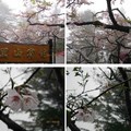 阿里山櫻花 - 3