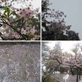 阿里山櫻花 - 4