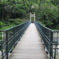 知本森林公園--觀林吊橋