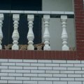 在路上拍照時~~一轉頭~~在路邊房子的陽台上看到了這四隻看著我的小貓