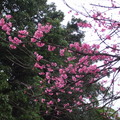 陽明山櫻花 - 1