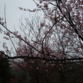 陽明山櫻花 - 2