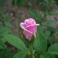 玫瑰花 - 1