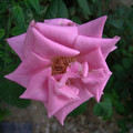 玫瑰花 - 6