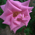 玫瑰花 - 8