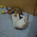 兩隻母貓間滴戰爭