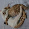 兩隻母貓間滴戰爭