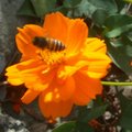 96秋尖石黃花舞蜜蜂