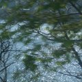 遊覽車行進間.我不放過車窗景觀.拍到樹影中溪流波光.有點自然抽象的美感