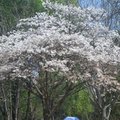 南怡島的櫻花美景
冬季戀歌拍攝地
的春季美景