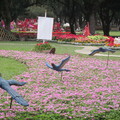 2011台北花卉展--幸福青鳥 - 1