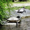 台東大學圖書館前人造池曬太陽的兩隻烏龜。