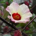 洛神花(Hibiscus Sabdariffa Linnaeus)