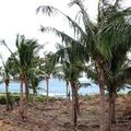 椰子總喜歡隨海流浪，跟著于島嶼南洋。(拍攝地點：台東富岡)