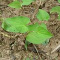 Houttuynia cordata Thunb is a special kind of plant. You can small some heavy fishlike smell from the leaves. It also an useful medicine to cure the viscer in the chest. But be careful!! Not all eatable medicine are as safe as natural foods.
