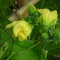 After the flower become the Dishcloth gourd, Luffa aegyptiaca...p.s.the photo had been taken on September 15,2006.