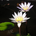 Water lily (Nymphaea spp)-1