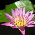 Water lily (Nymphaea spp)-2