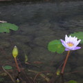 Water lily (Nymphaea spp)  3