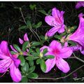 粉紅色杜鵑花(Rhododendron spp)