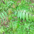 香椿(Cedrela sinensis Juss.)