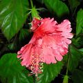 台東市自強里美化綠化植物--朱槿，又稱大紅花，為馬來西亞的國花。(拍攝時間：2007年7月11日)