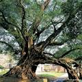 樹齡150年的大榕樹