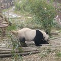 四川 熊貓