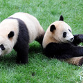 四川熊貓基地的大小熊貓照片
