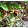 Ladybug 小瓢蟲
