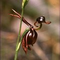  談到澳洲， 在許多人的心中想到的是無尾熊鴨嘴獸， 然而在愛蘭人的心中， 
想到的是澳洲特有的蘭花， 今天為大家介紹的即是有飛鴨蘭(Flying Duck Orchid)之稱的卡莉娜蘭(Caleana) ， 這是一種僅產於澳洲的地生蘭。