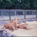 桂林動物園