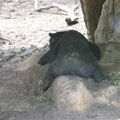 睡姿可愛的黑熊