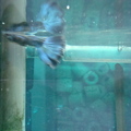 莫藍孔雀魚