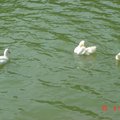 2006.06.26
碧湖公園裡的鴨子~~~
喝喝~~可愛餒