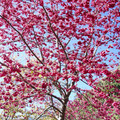 觀山的櫻花-2