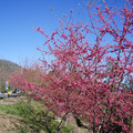觀山的櫻花-4