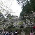 2008年阿里山櫻花季，從3月15日到4月中旬，持續一個月。是全台花期較長，櫻花品種最多者。有常見山櫻花、吉野櫻，還有稀有品種大島櫻、普賢象櫻等(2008/3/29攝)。