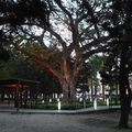 臺南公園雨豆樹