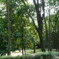 嘉義植物園-林場風清