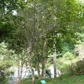 嘉義植物園隸屬於農委會林業試驗所，為熱帶經濟樹種之栽植試驗地，兼以母樹園之形態經營，栽植之樹木多屬人文特色的植物，如著名的桃花心木、肯氏南洋杉、黑板樹、巴西橡膠樹…等。